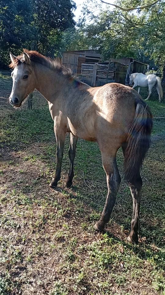 Potro Camargue En venta 2025 Blanco