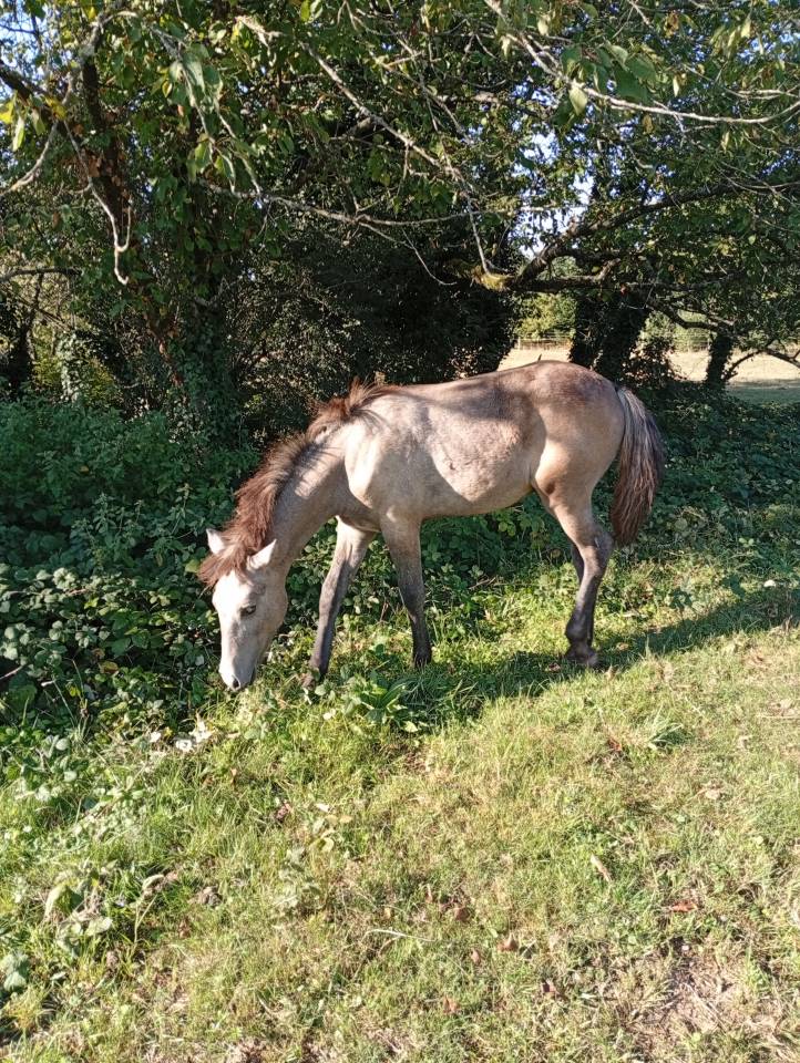 Potro Camargue En venta 2025 Blanco