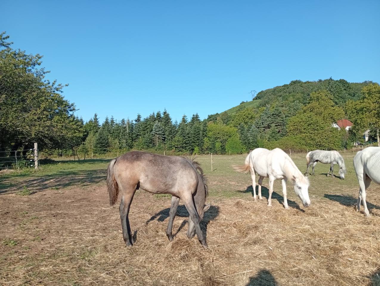 Potro Camargue En venta 2025 Blanco