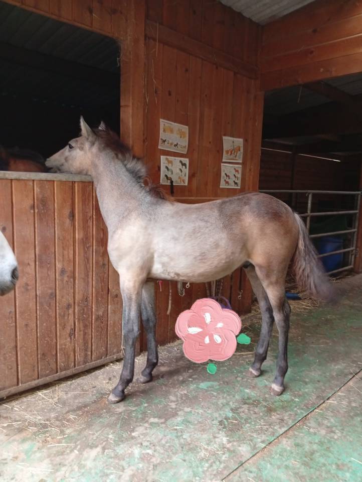 Potro Camargue En venta 2025 Blanco