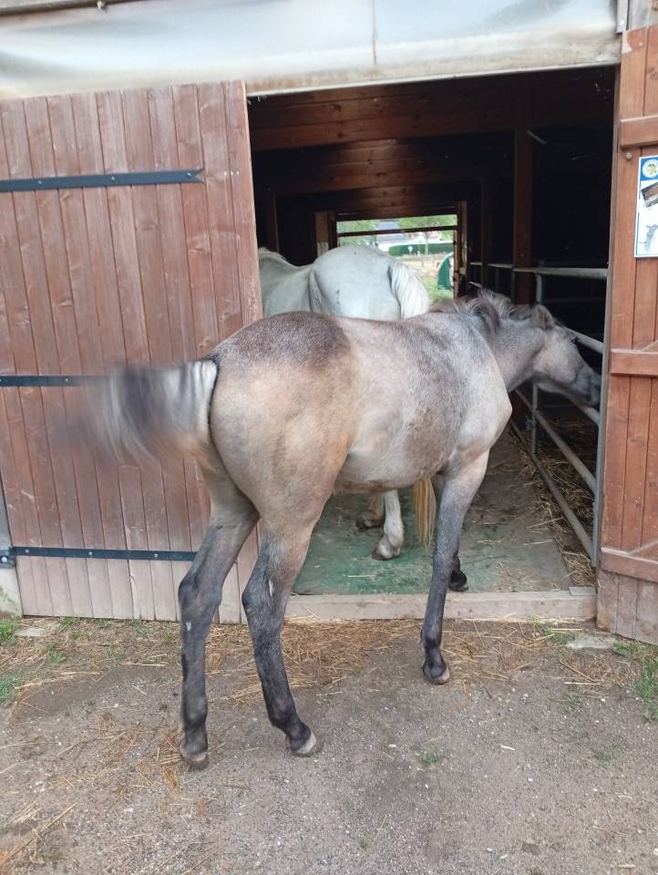 Potro Camargue En venta 2025 Blanco