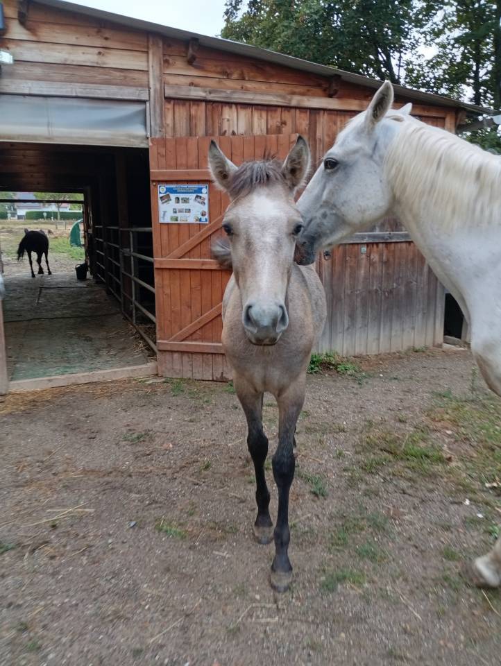Potro Camargue En venta 2025 Blanco