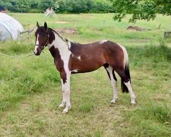 Caballo entero Silla Francés En venta 2022 Pío