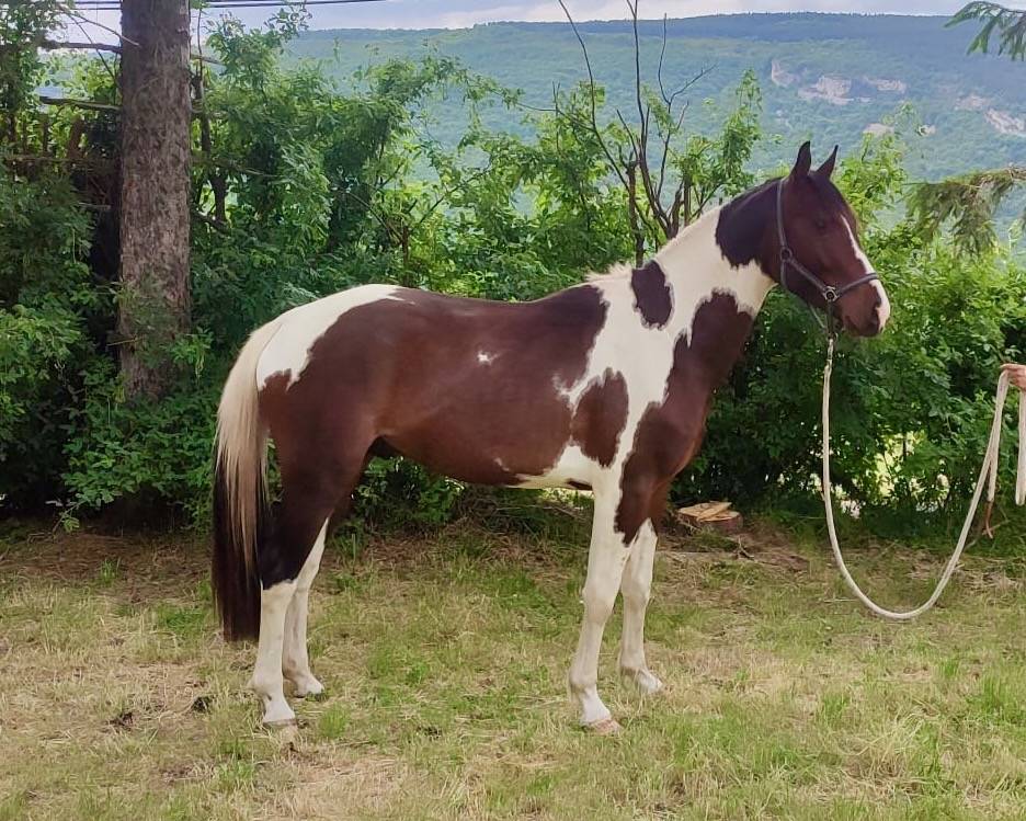 Caballo entero Silla Francés En venta 2022 Pío