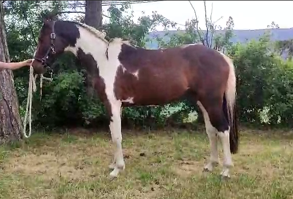 Caballo entero Silla Francés En venta 2022 Pío