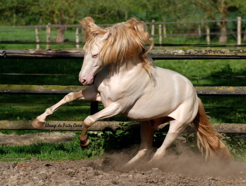 Potro PRE Pura Raza Española En venta 2025 Isabelo por Rionegro