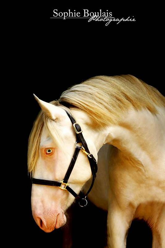 Potro PRE Pura Raza Española En venta 2025 Isabelo por Rionegro