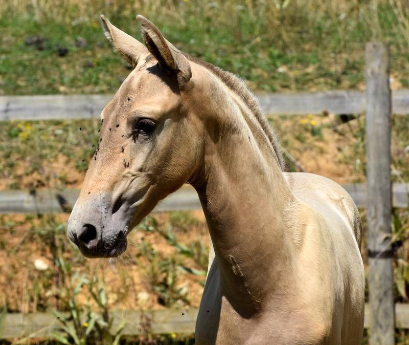 Potranca PRE Pura Raza Española En venta 2025 Otra capa por Sueño Carthago