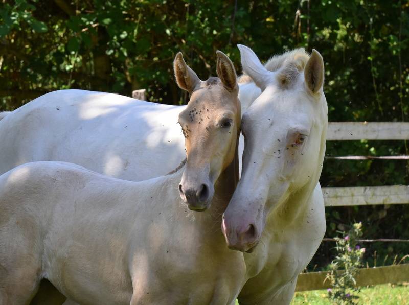 Potranca PRE Pura Raza Española En venta 2025 Otra capa por Sueño Carthago