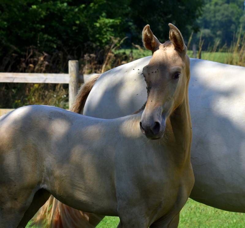 Potranca PRE Pura Raza Española En venta 2025 Otra capa por Sueño Carthago