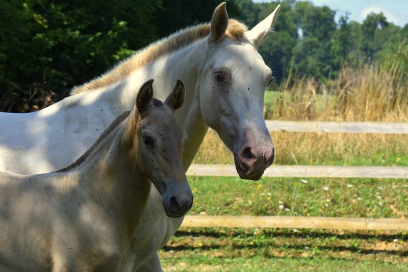 Potranca PRE Pura Raza Española En venta 2025 Otra capa por Sueño Carthago