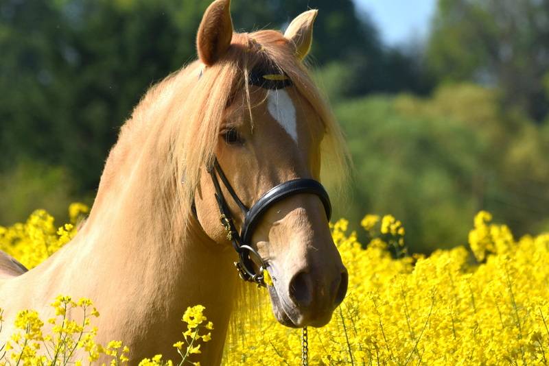 Potranca PRE Pura Raza Española En venta 2025 Otra capa por Sueño Carthago