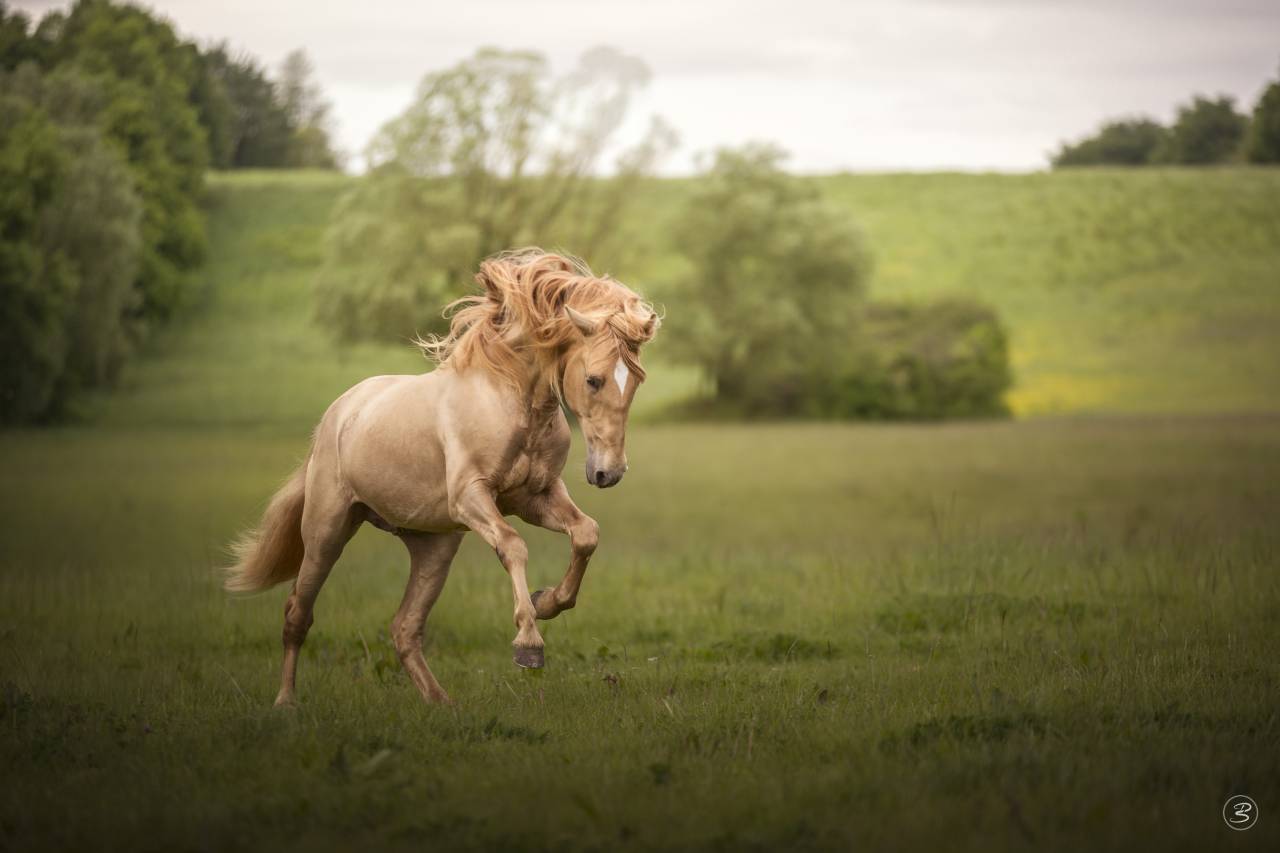 Potranca PRE Pura Raza Española En venta 2025 Otra capa por Sueño Carthago