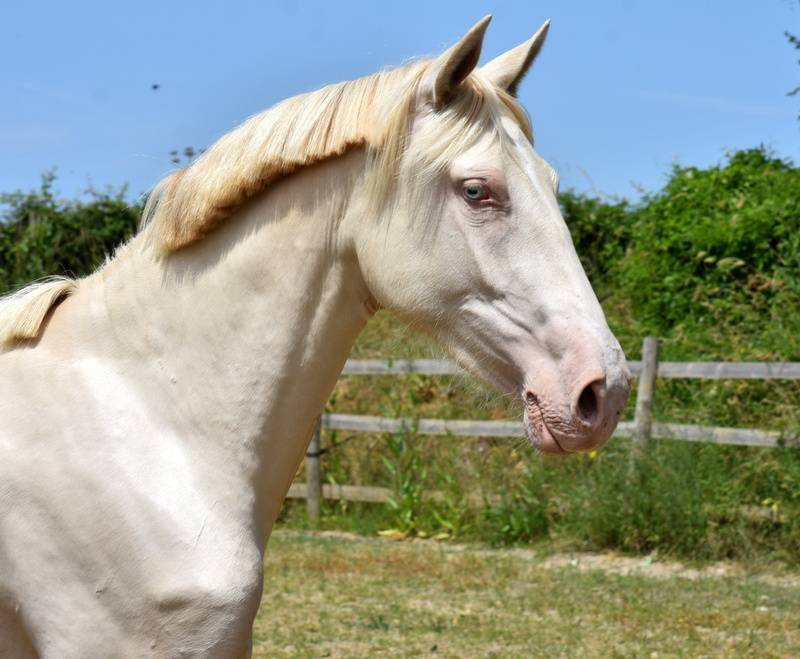 Potranca PRE Pura Raza Española En venta 2023 Crema por Rionegro