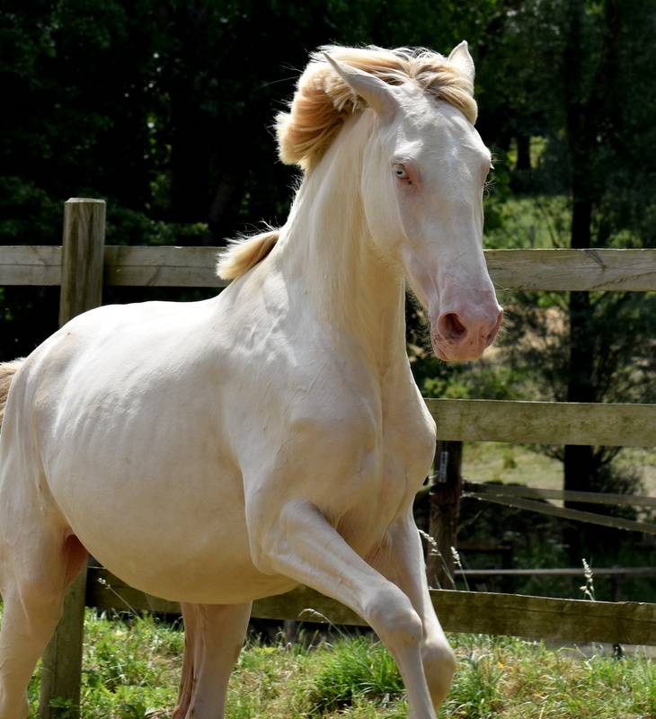 Potranca PRE Pura Raza Española En venta 2023 Crema por Rionegro