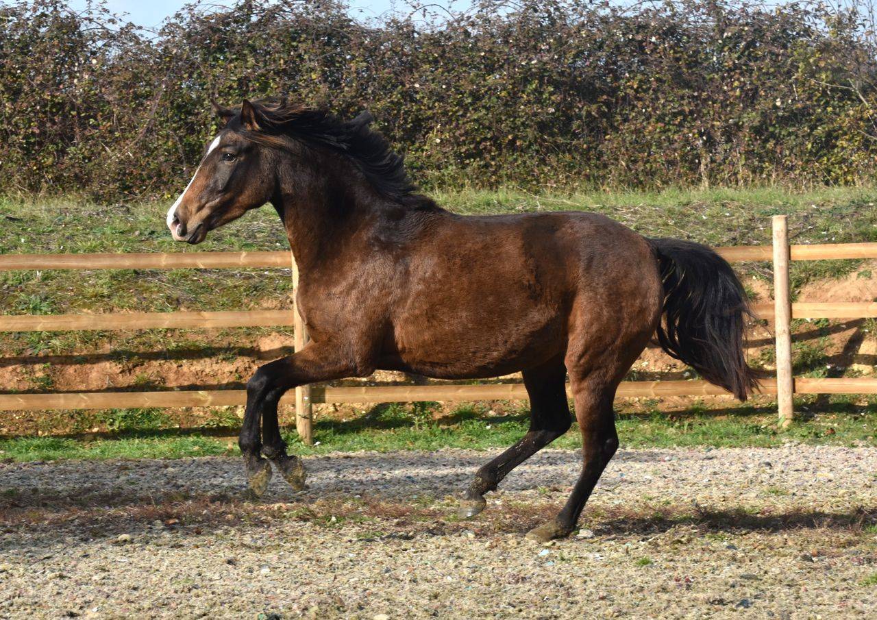 Potranca PRE Pura Raza Española En venta 2023 Crema por Rionegro