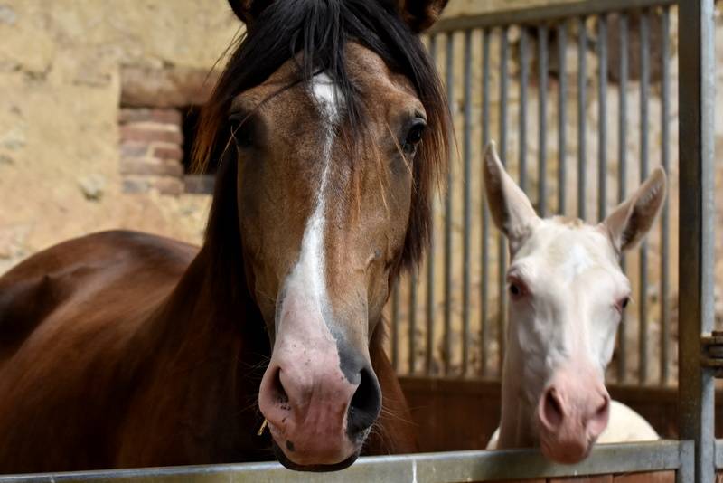 Potranca PRE Pura Raza Española En venta 2023 Crema por Rionegro