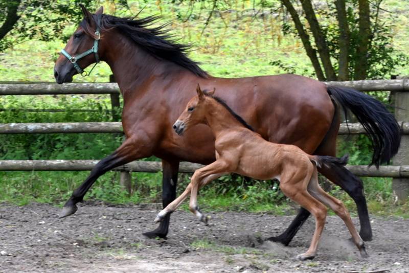 Potro PRE Pura Raza Española En venta 2024 Bayo por Botero LH