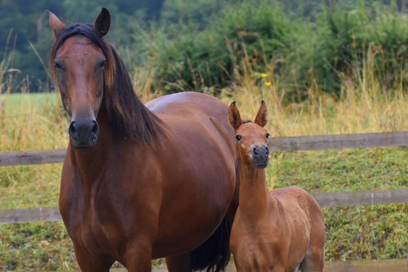 Potro PRE Pura Raza Española En venta 2024 Bayo por Botero LH