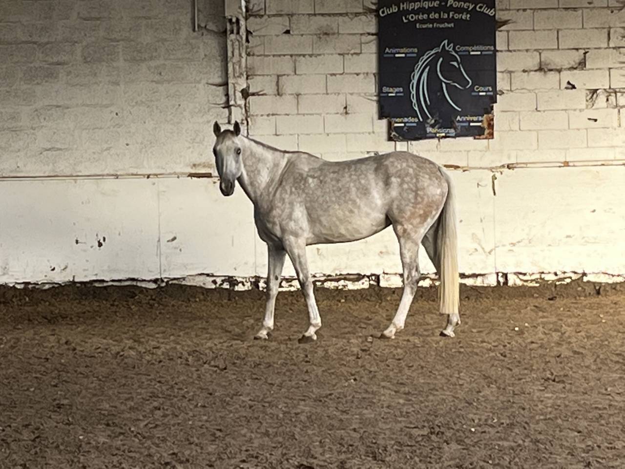 Yegua Silla Francés En venta 2016 Tordo por UPSILON VAN DE HEFFINCK