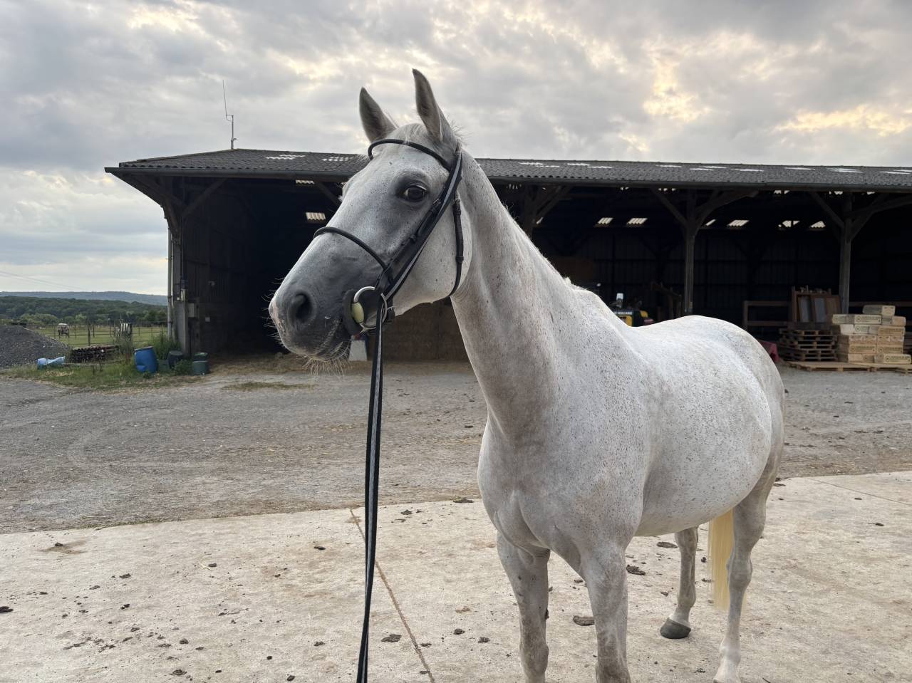 Yegua Silla Francés En venta 2016 Tordo por UPSILON VAN DE HEFFINCK