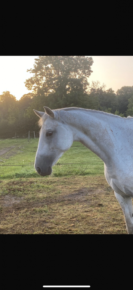 Yegua Silla Francés En venta 2016 Tordo por UPSILON VAN DE HEFFINCK