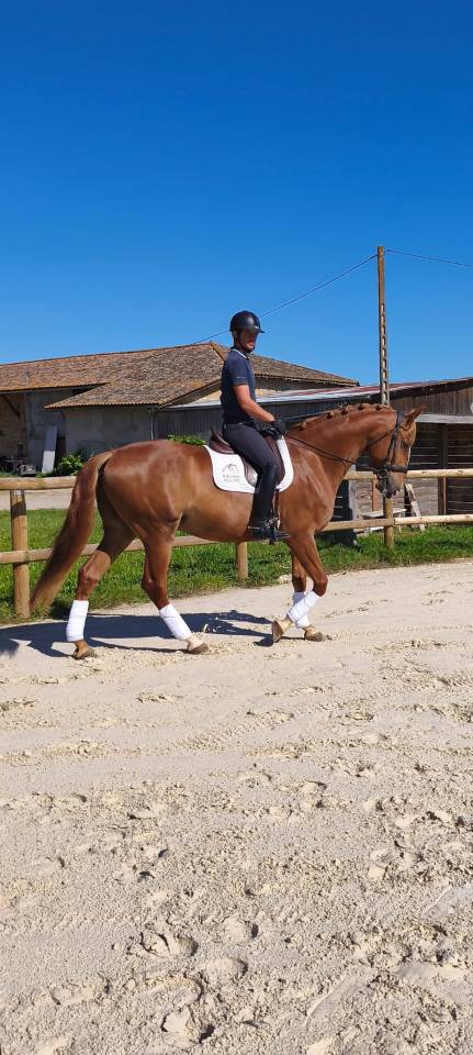 Caballo castrado Lusitano En venta 2019 Alaz&aacute;n por EROS 