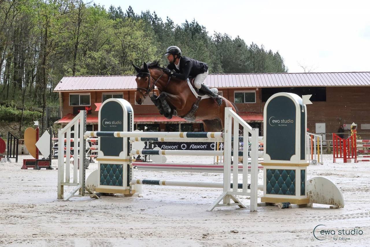 Yegua Silla Francés En venta 2018 Bayo por OGANO SITTE