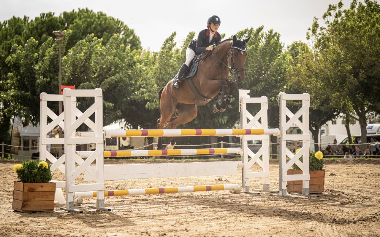 Yegua Silla Francés En venta 2018 Bayo por OGANO SITTE