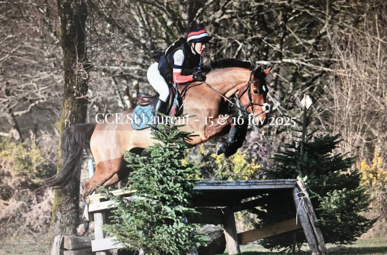 Yegua Silla Francés En venta 2018 Bayo por OGANO SITTE