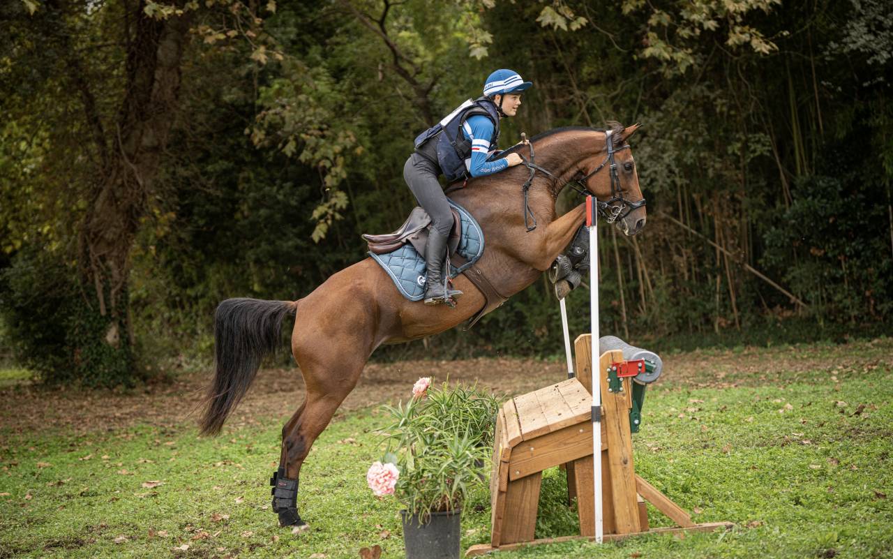 Yegua Silla Francés En venta 2018 Bayo por OGANO SITTE