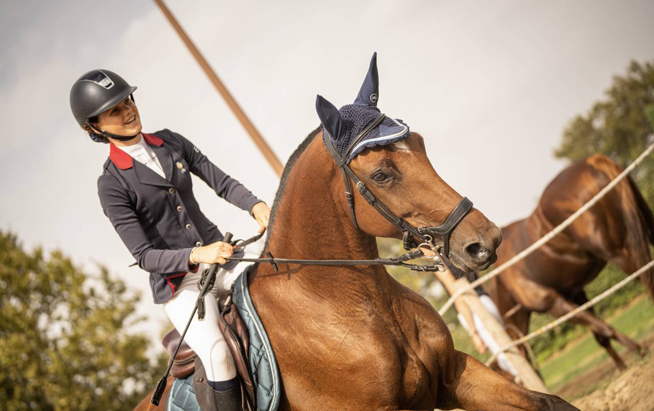 Yegua Silla Francés En venta 2018 Bayo por OGANO SITTE