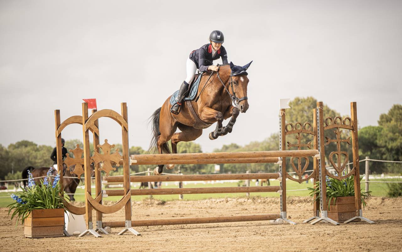 Yegua Silla Francés En venta 2018 Bayo por OGANO SITTE