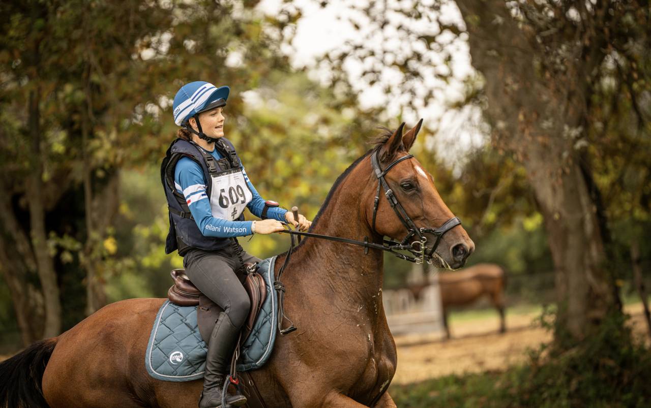 Yegua Silla Francés En venta 2018 Bayo por OGANO SITTE