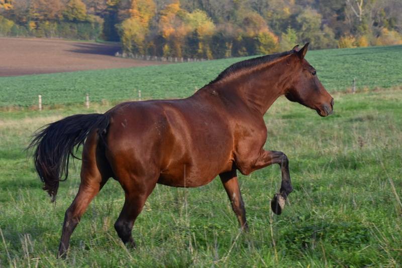 Potranca PRE Pura Raza Española En venta 2024 Bayo