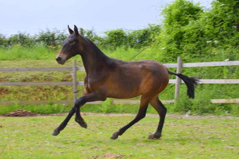 Potranca PRE Pura Raza Española En venta 2024 Bayo