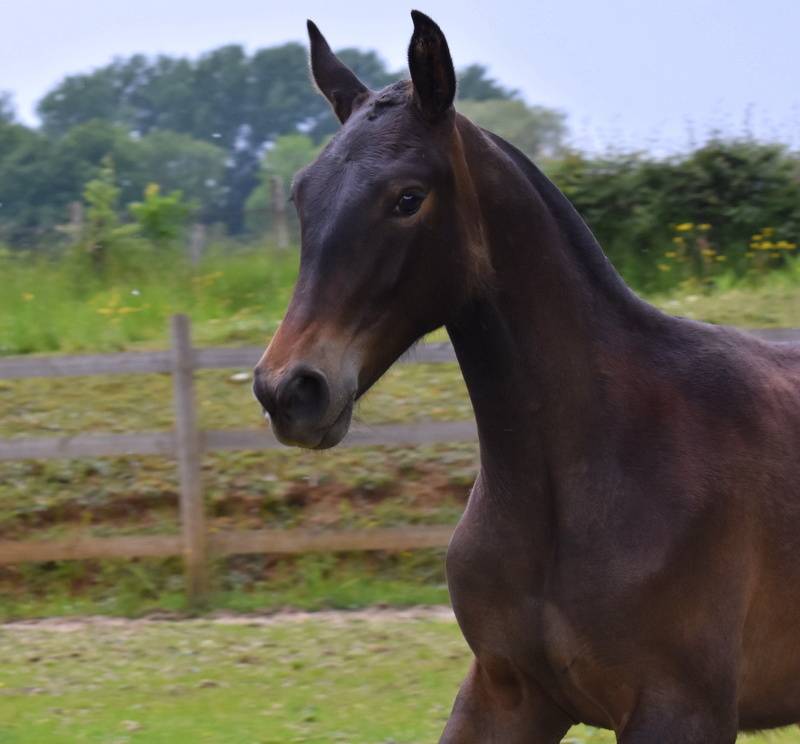 Potranca PRE Pura Raza Española En venta 2024 Bayo