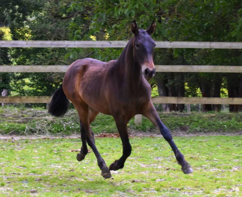 Potranca PRE Pura Raza Española En venta 2024 Bayo