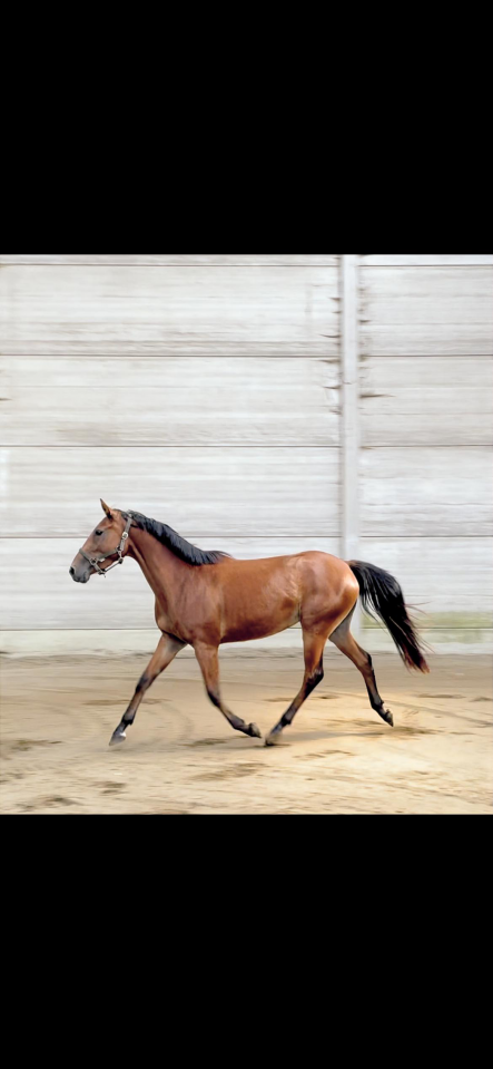 Yegua sBs Caballo de Deporte Belga En venta 2022 Bayo por Sambuca JW van't Meulenhof