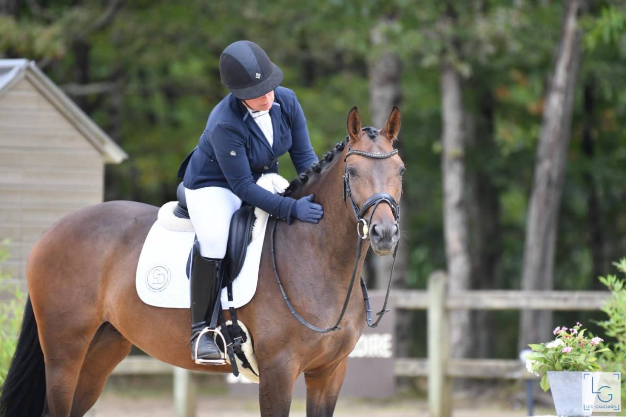 Yegua Silla Francés En venta 2019 Bayo moreno por SANDREO