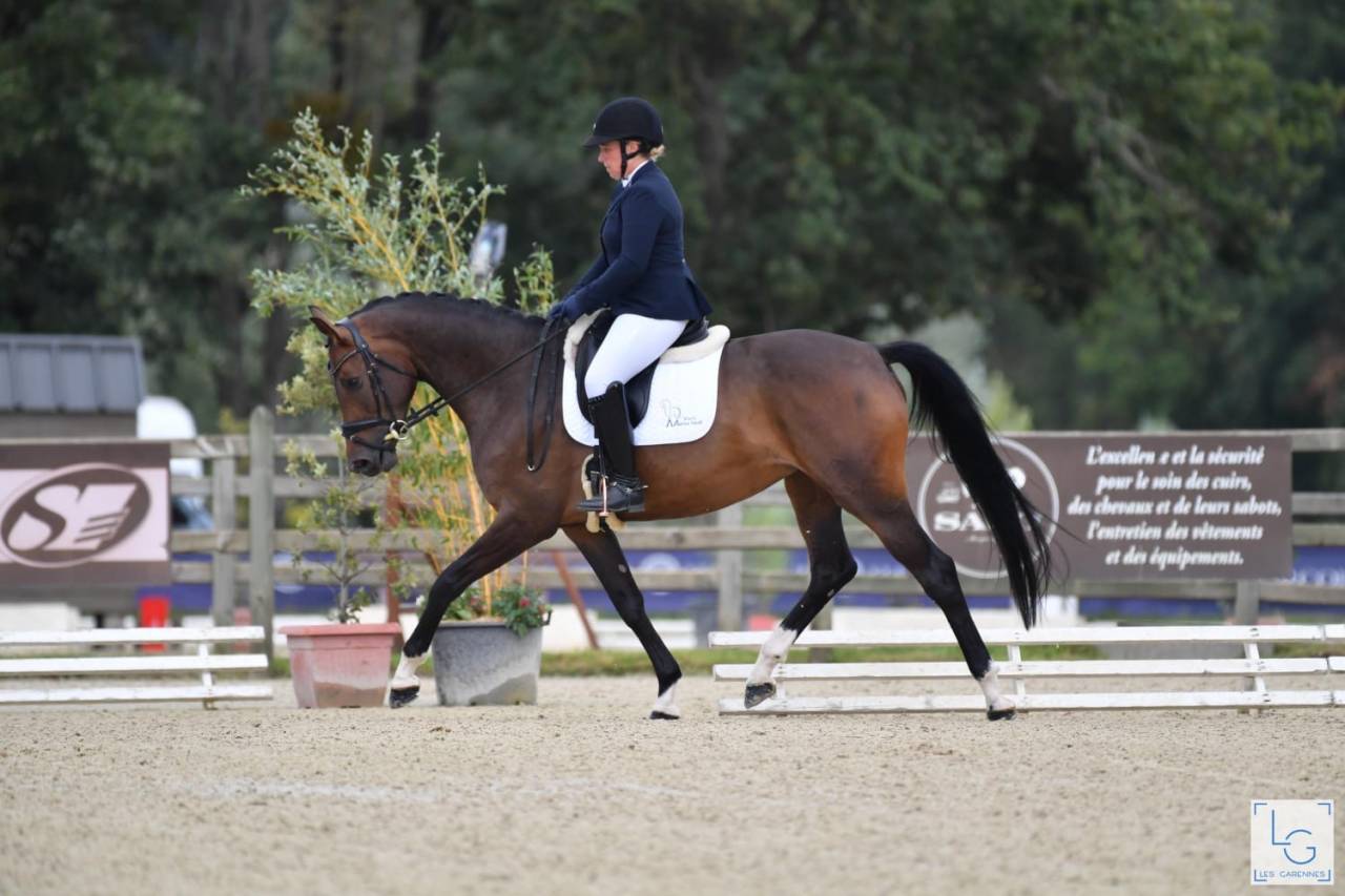 Yegua Silla Francés En venta 2019 Bayo moreno por SANDREO