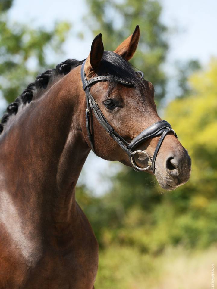 Yegua Silla Francés En venta 2019 Bayo moreno por SANDREO