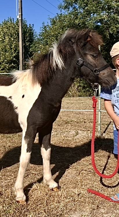 Potranca Origine Constatée En venta 2025 Tobiano por HEMSBROOK William (GB)