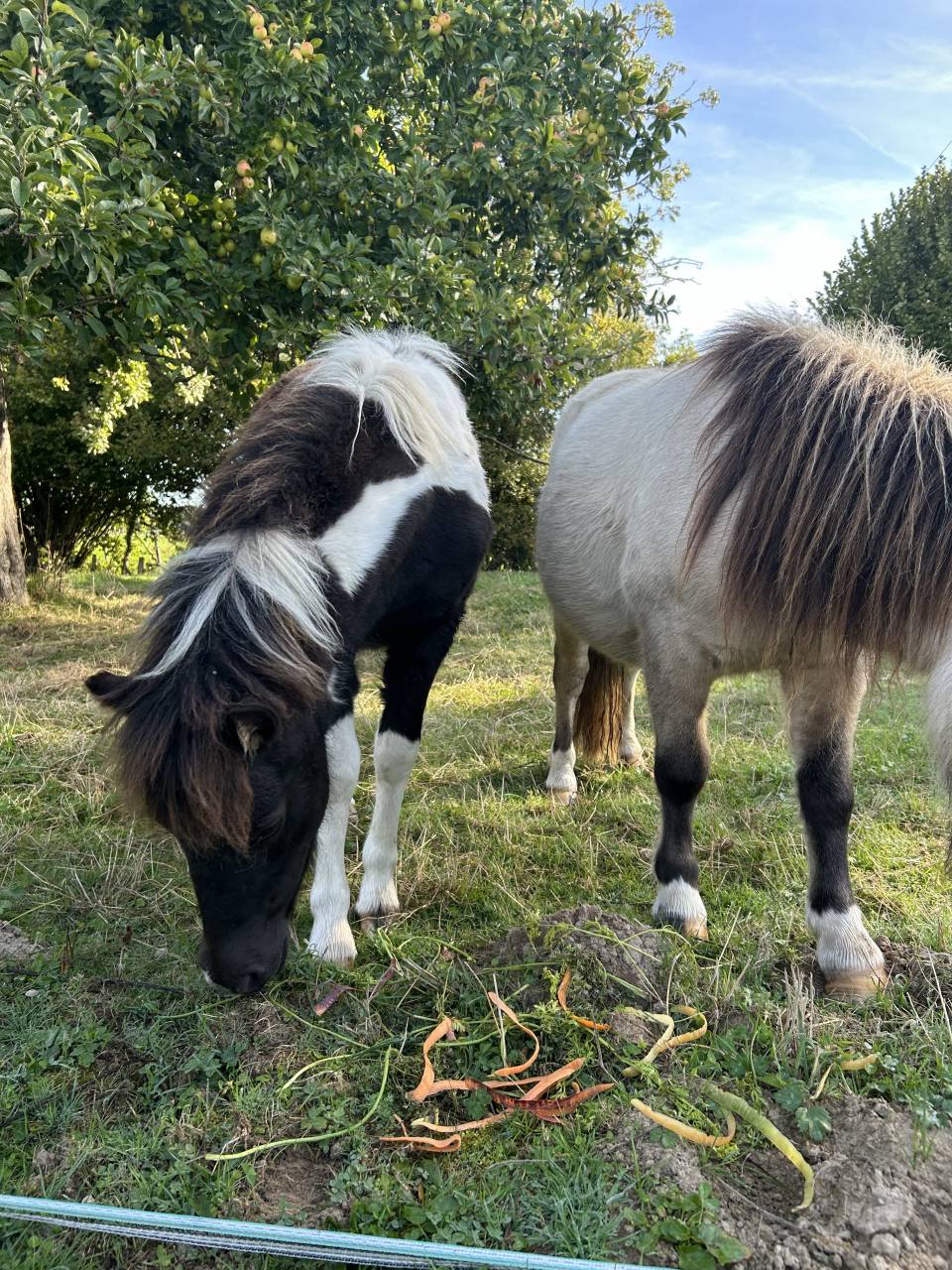 Potranca Origine Constatée En venta 2025 Tobiano por HEMSBROOK William (GB)