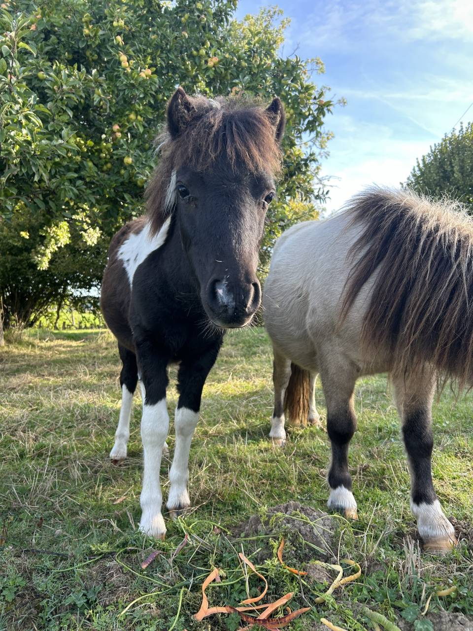 Potranca Origine Constatée En venta 2025 Tobiano por HEMSBROOK William (GB)