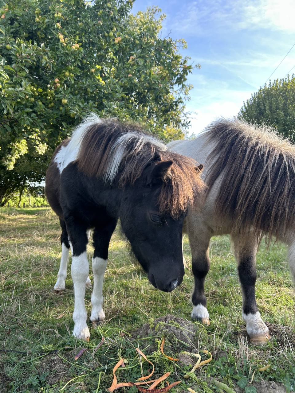 Potranca Origine Constatée En venta 2025 Tobiano por HEMSBROOK William (GB)