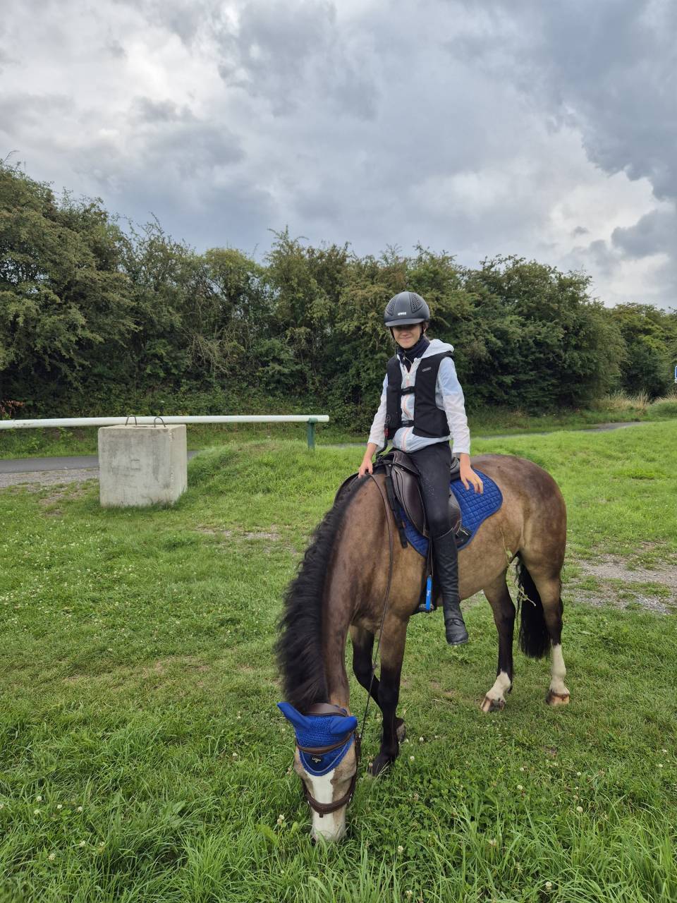 Caballo castrado Connemara En venta 2018 Isabelo