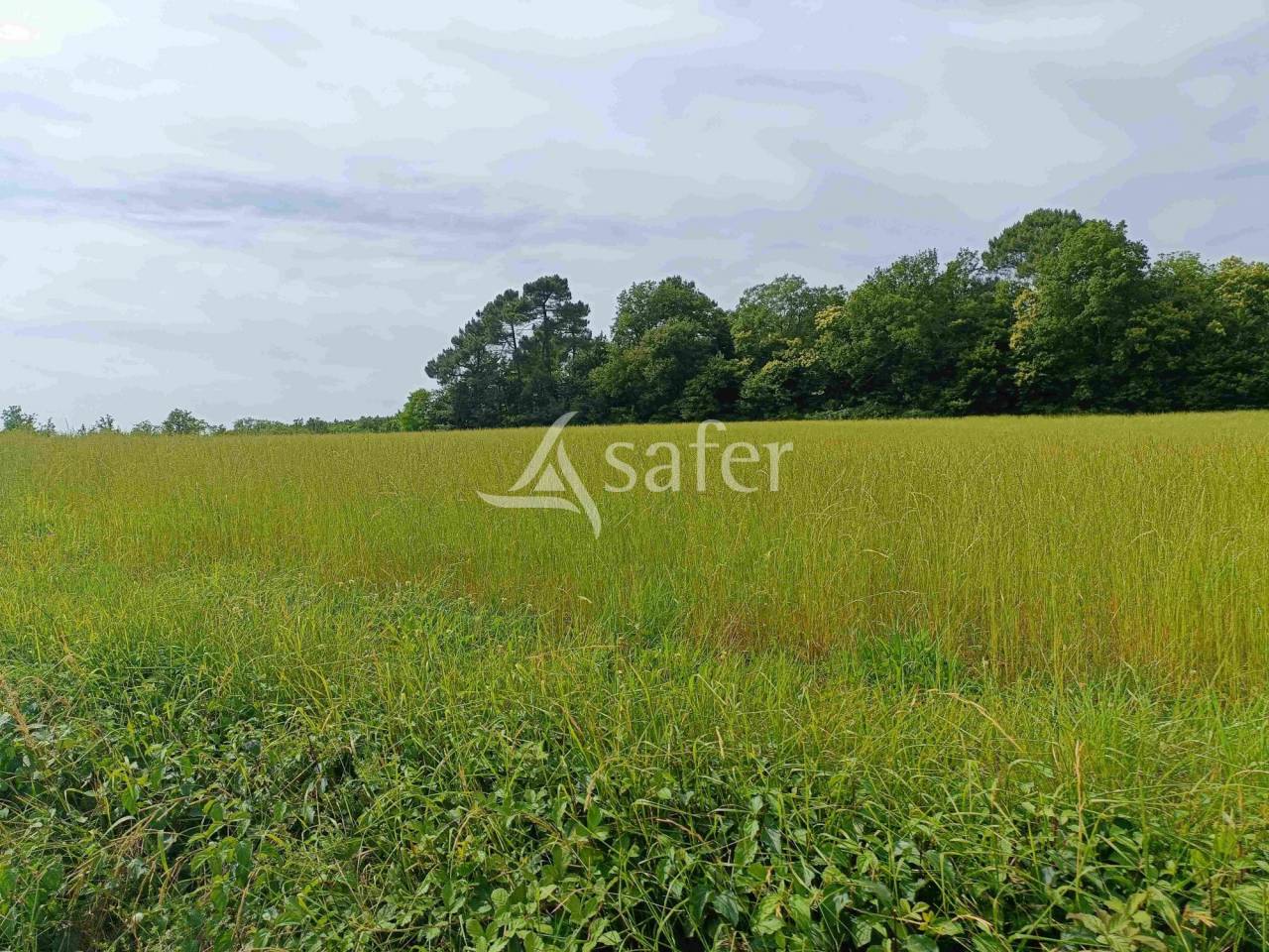 Explotación ovina En venta Dordoña