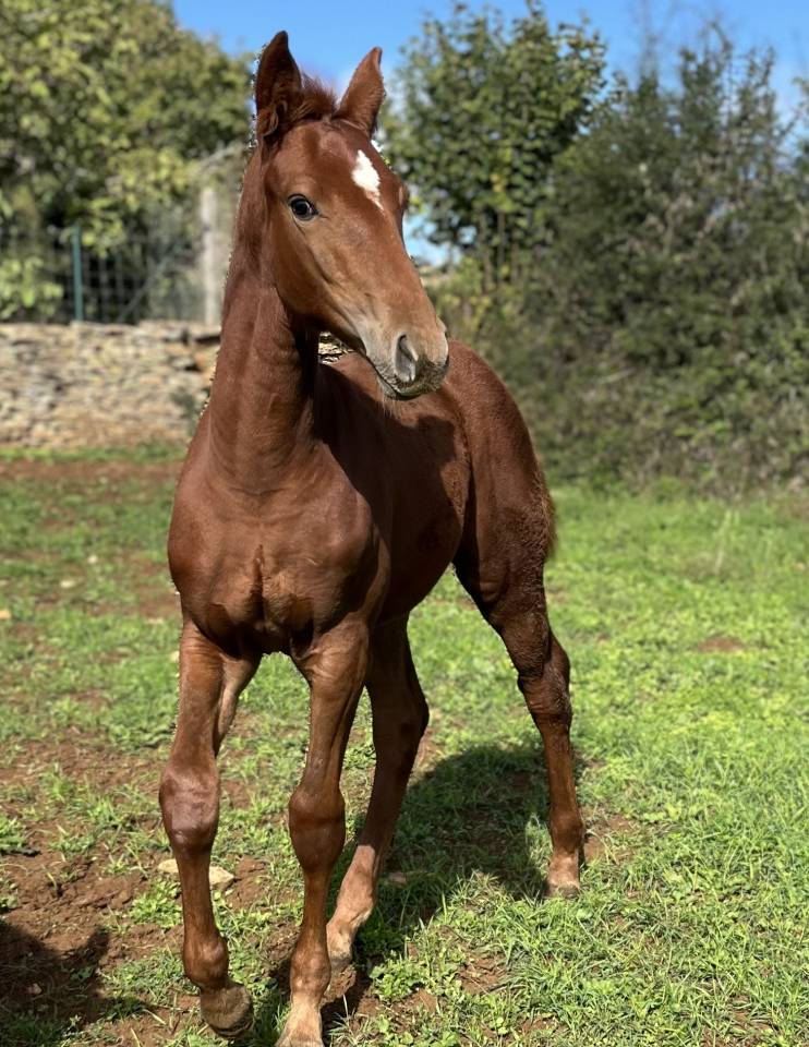 Potranca Silla Francés En venta 2025 Alazán por Casallo z