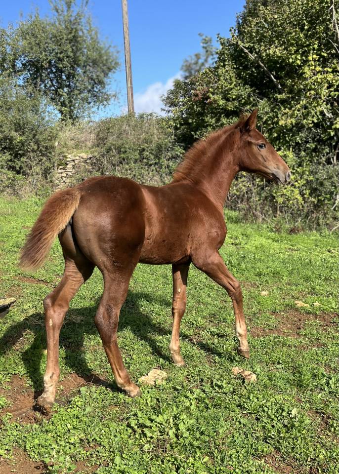 Potranca Silla Francés En venta 2025 Alazán por Casallo z